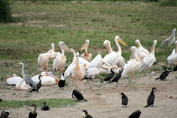 Group of pelicans and cormorants at the Kazinga Channel