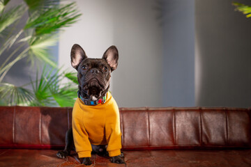 French brindle bulldog in yellow sweater on leather sofa on grey background