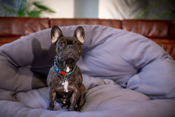 Portrait of a French brindle bulldog in a soft chair