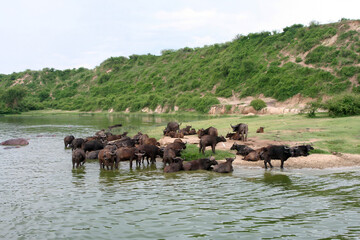African buffalos at the Kazinga Channel