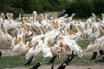 Group of pelicans and cormorants at the Kazinga Channel