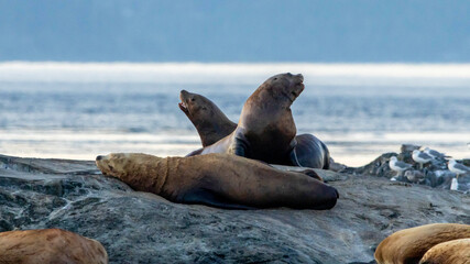 sea lion on the beach
