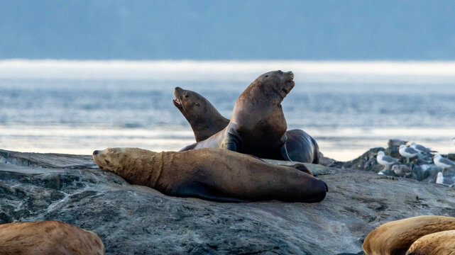 sea lion on the beach