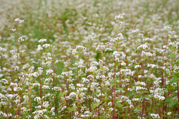 Buckwheat field in full bloom