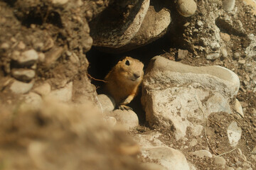 prairie dog on a rock