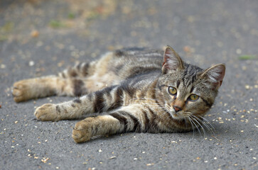 A young tabby cat with a beautiful tiger coloring is lying on the asphalt.  