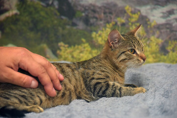 a tabby cat lying on a gray blanket. The animal is looking away in a relaxed pose, 