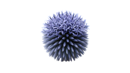 purple thistle isolated on white background