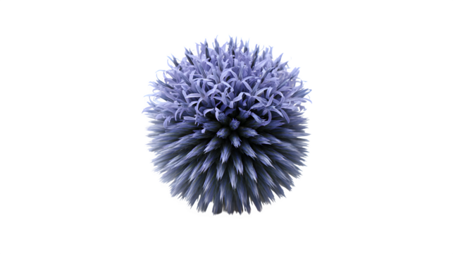 purple thistle isolated on white background