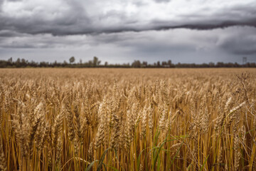 A golden wheat field stretches across the frame, with the plants swaying slightly. The sky is...