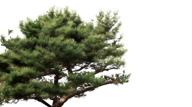 Green pine tree branches are lit in sunshine against a black background. Use as nature photography, outdoor branding, or an environmental video backdrop.