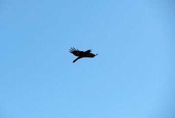 Australian raven (Corvus coronoides)