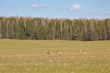 Roe Deer Family on Meadow Field, Doe and Fawns in Nature