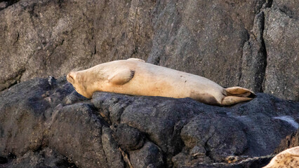 sea lion sleeping