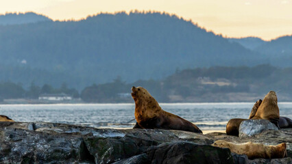 sea lion on a rock