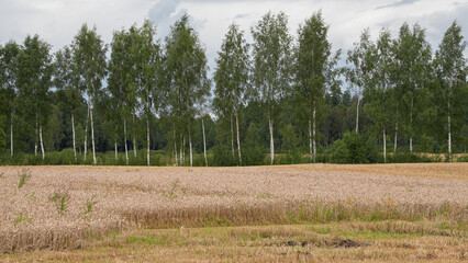 Partially harvested wheat field