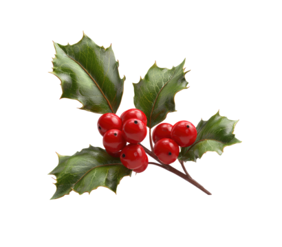 Close-up of holly sprig with vibrant red berries and deep green leaves (1)