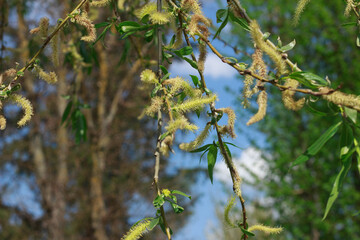 Willow Catkins Emerging in Spring Sunlight