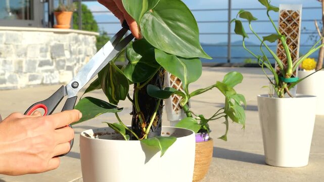 CLOSE UP: Hands tying a vibrant green philodendron plant to a moss pole for support. Repotting a healthy houseplant on a sunny outdoor patio, with a scenic view of a mountain valley in the background.
