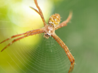 Stunning Macro Shot of Spider with Detailed Eyes and Web – High-Resolution Nature Close-Up