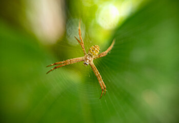 Stunning Macro Shot of Spider with Detailed Eyes and Web – High-Resolution Nature Close-Up