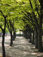 Tree-lined Path with Green Canopy