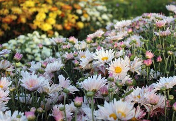 Fototapeta premium White chrysanthemum flowers. Chrysanthemums. Bright background with White and pink chrysanthemum buds in a summer garden. Beautiful floral background. Delicate petals. White and pink flowers