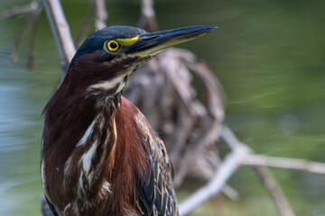 Closeup of a green heron.