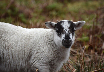 Looking into the Face of a Young Lamb © dejavudesigns