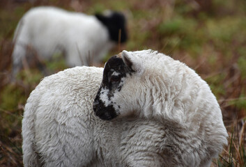 Juvenile Blackface Lamb in the Outer Hebrides © dejavudesigns