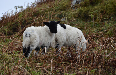 Pair of Young Scottish Blackface Lambs in Scotland © dejavudesigns