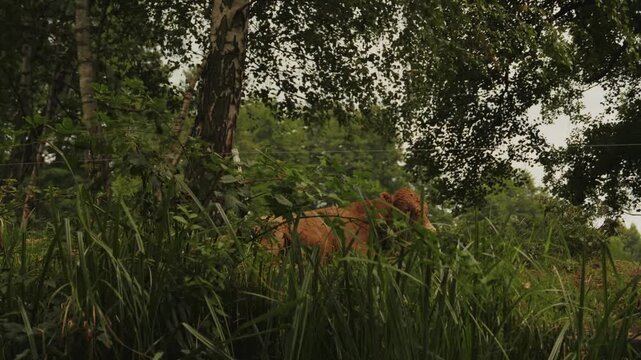 Spreewald