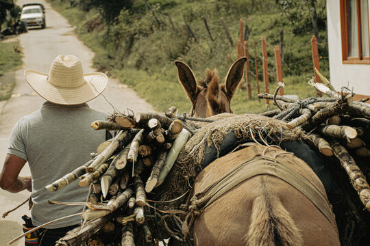 Sugarcane Fields, Rustic Trapiche, Rural Landscape, Palermo Colombia, Farming, Agriculture