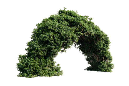 Lush green arching foliage (1)