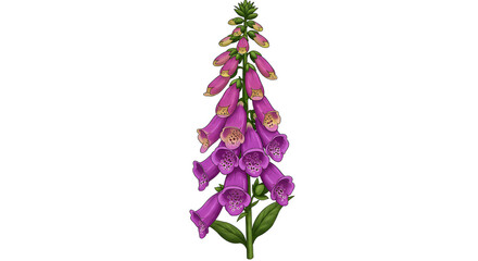 Purple Foxglove Flowers, Bell-Shaped Blooms on Tall Green Stem, Garden Flower, Natural Botanical Illustration