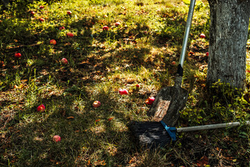 Garden tool near old apple tree trunk, red ripe apples lie on ground, end of summer concept and harvest in old garden near house