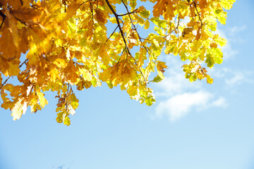 Autumn colored yellow maple tree branch isolated on sunny blue sky. Yellow and orange bright fall leaf background. Season change concept.Copy space