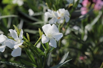 White Oleander Elegance in a Zurich Garden