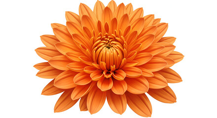 Large Orange Chrysanthemum Flower with Detailed Petals Close-Up, Macro Bloom, Garden Flower, Botanical Illustration, Nature Photography