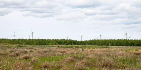 Wind turbines rise above a lush green forest and wild grassy meadow in Denmark, under a cloudy sky. A serene landscape highlighting renewable energy in nature