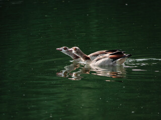 In the river 