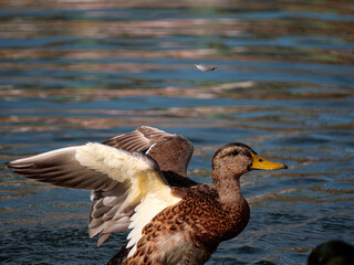 duck on the water
