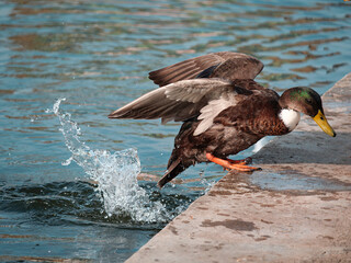 Duck out oft the river 