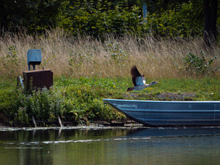 Goose in fly 