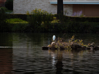 Bird on the river