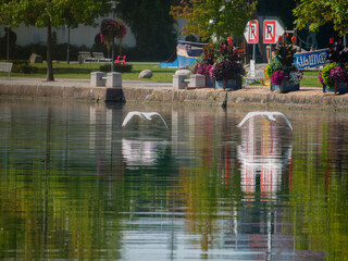 Swan in fly 