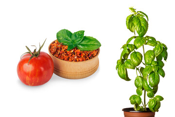 red tomatoes and finely dried tomatoes with basil in a flower pot close-up on a white background