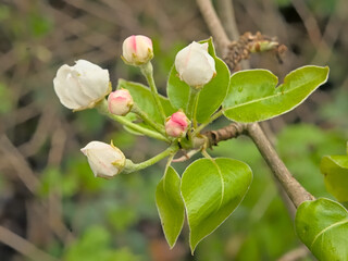 closeup of soft pink pear blossom buds, selective focus with green bokeh background - pyrus 
