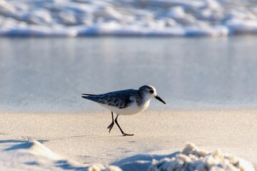 Seagull in Destin Florida