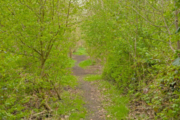 hiking trail with  through a lush green spring forest in Bourgoyen nature reserve, Ghent, Flanders, Belgium 